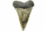 Fossil Broad-Toothed Mako Shark Tooth - North Carolina #235196-1